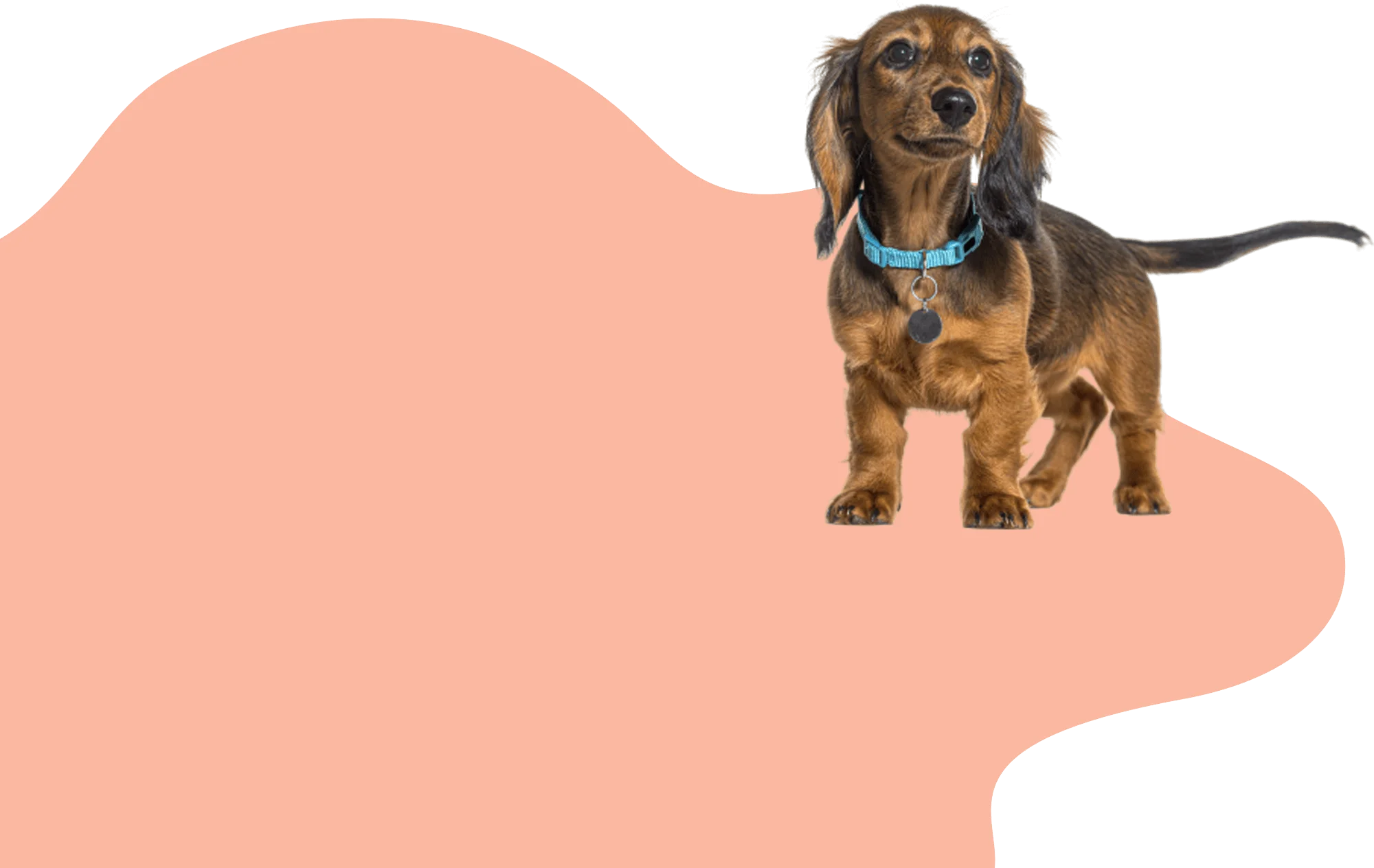 Pet Grooming Professional Pet Grooming