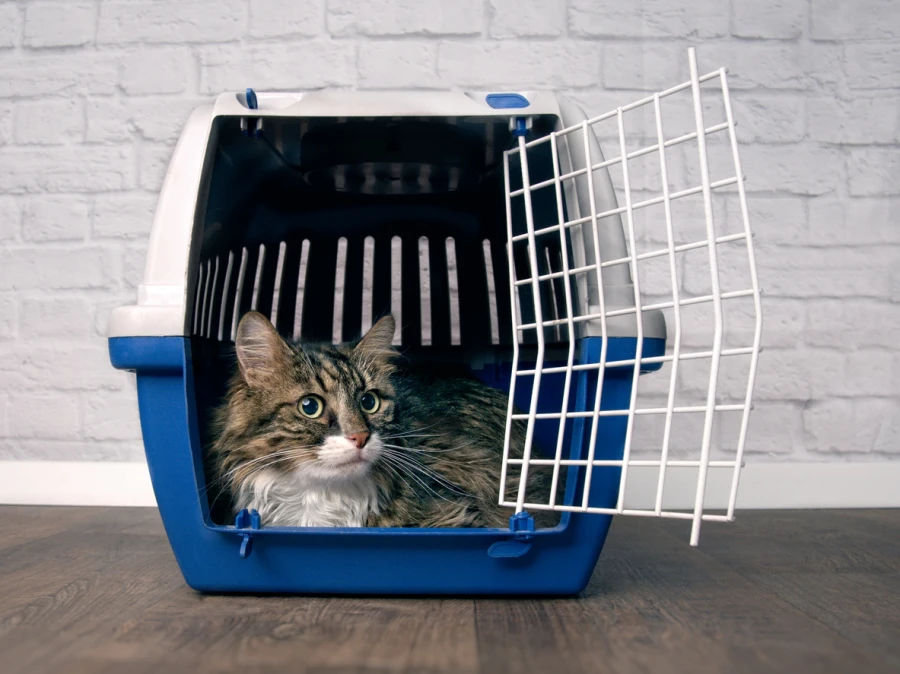 Pet Transportation
Pet Transportation