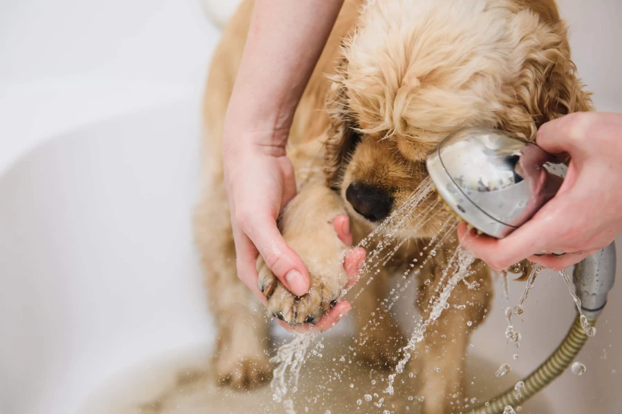 Dog Care Essentials For Senior Dogs Requiring Extra Care Lynden, WA