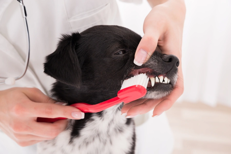 Dog Care Essentials For Senior Dogs Requiring Extra Care in Lynden, WA