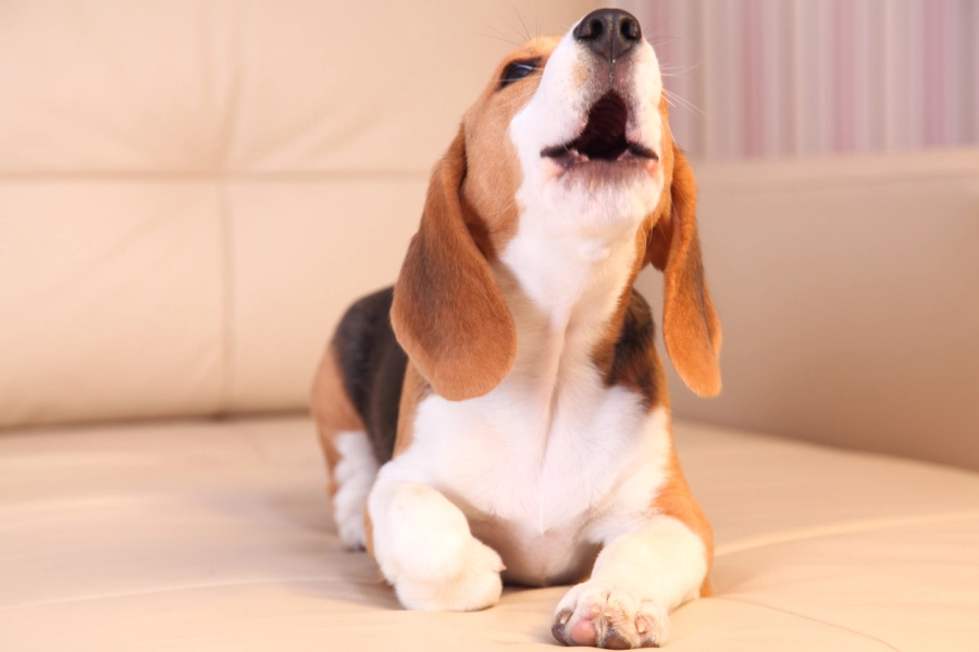 Dog Care Practices That Keep Feeding Schedules Consistent in Lynden, WA