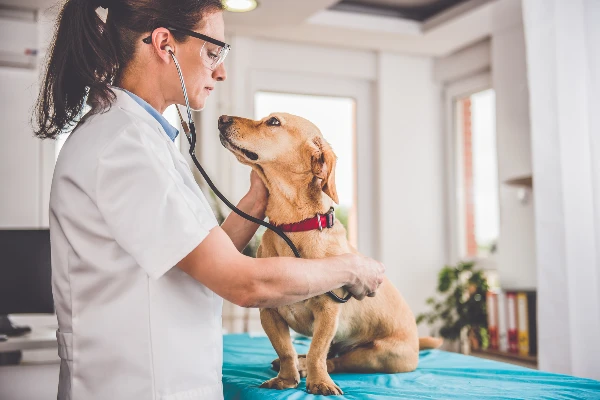 Pet Medication Pet Medication