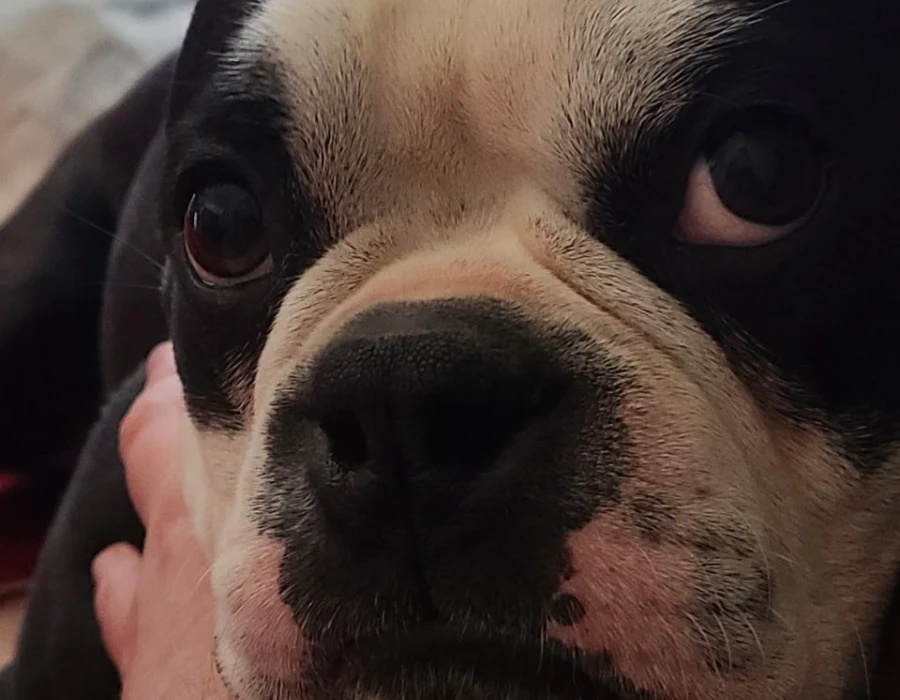 Pet Sitting Companies Pet Sitting Companies