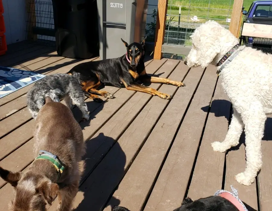 Pet Sitting Services Pet Sitting Services
