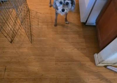 In-Home Pet Sitting