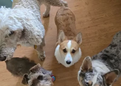 Local Pet Sitting Services
