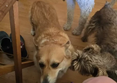 Pet Sitter