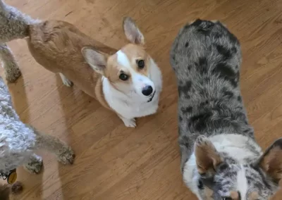 Pet Sitting