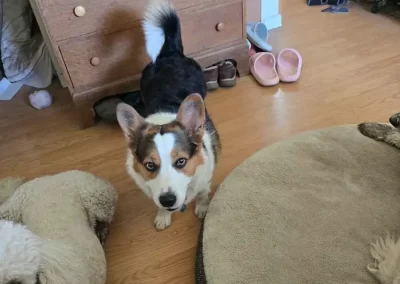 Pet Sitting Companies