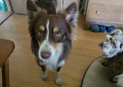 Pet Sitting Service