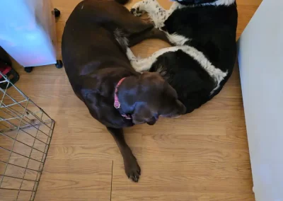 Pet Sitting Services