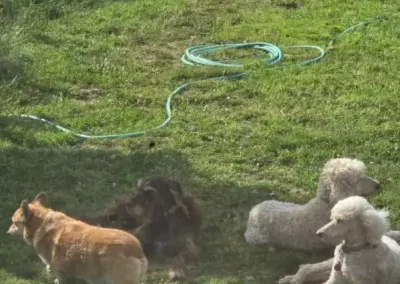 Quality Pet Sitting Companies